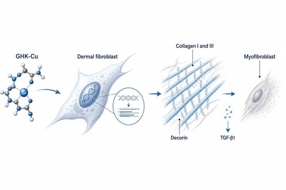 GHK-Cu for Scars: What Research Shows (2026) — diagram: GHK-Cu, Dermal fibroblast, TGF-β1, Collagen I and III