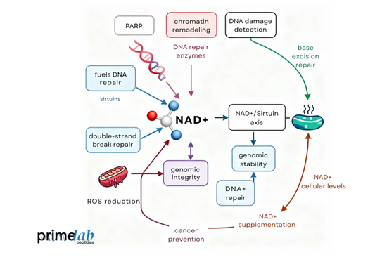 NAD⁺ fuels DNA repair, stabilizes the genome, restores mitochondria, and prevents cancer development.