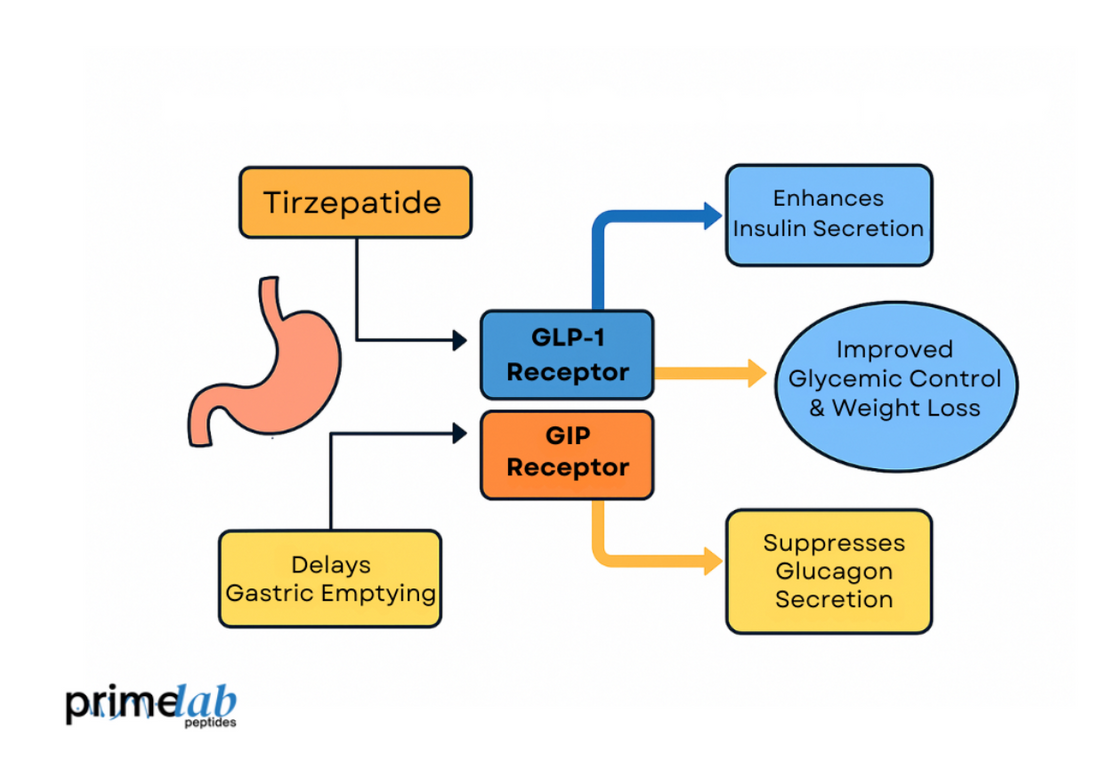 Diagram Image showing tirzepatide’s dual incretin action, enhancing insulin, suppressing glucagon, and improving glycemic control.