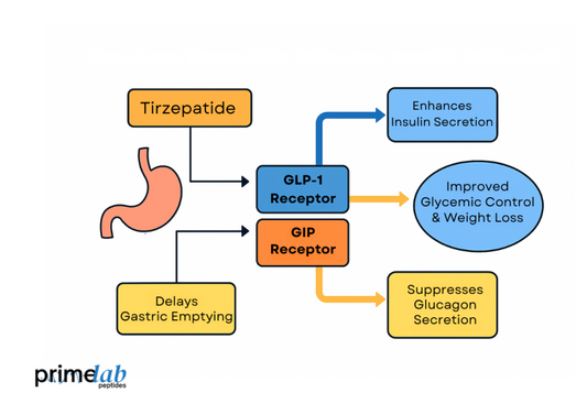 Diagram Image showing tirzepatide’s dual incretin action, enhancing insulin, suppressing glucagon, and improving glycemic control.