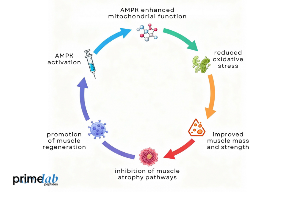 Circular infographic showing AOD-9604 mechanism enhancing AMPK function and preventing muscle wasting.