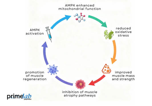 Circular infographic showing AOD-9604 mechanism enhancing AMPK function and preventing muscle wasting.