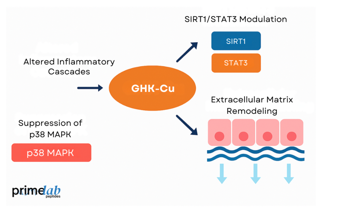 GHK-Cu signaling diagram illustrating modulation of inflammatory pathways and extracellular matrix remodeling.