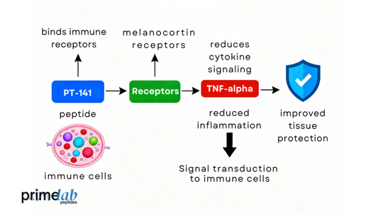 Infographic showing the PT-141 peptide mechanism reducing inflammation and improving immune protection.