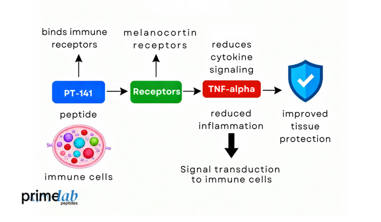 Can PT-141 Modulate Inflammatory Responses in Autoimmune Disorders?