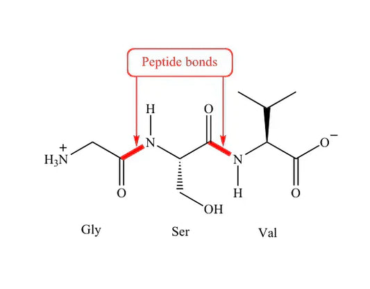 Peptide Bonds