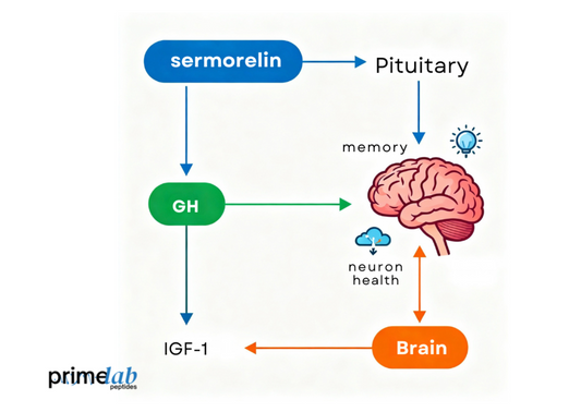 Diagram image showing sermorelin stimulating the pituitary to release GH and IGF-1 for brain health.