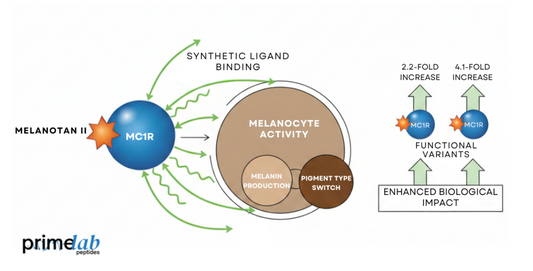 Diagram image showing Melanotan II binding to MC1R and regulating melanocyte pigmentation signaling pathways.