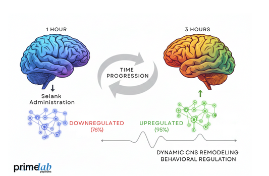 Diagram Image showing Selank’s time-dependent gene modulation from early suppression to later compensation.