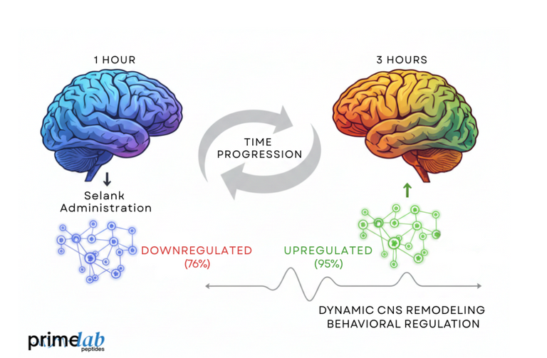 How Does Selank Regulate Behavior via Central Nervous System Pathways?