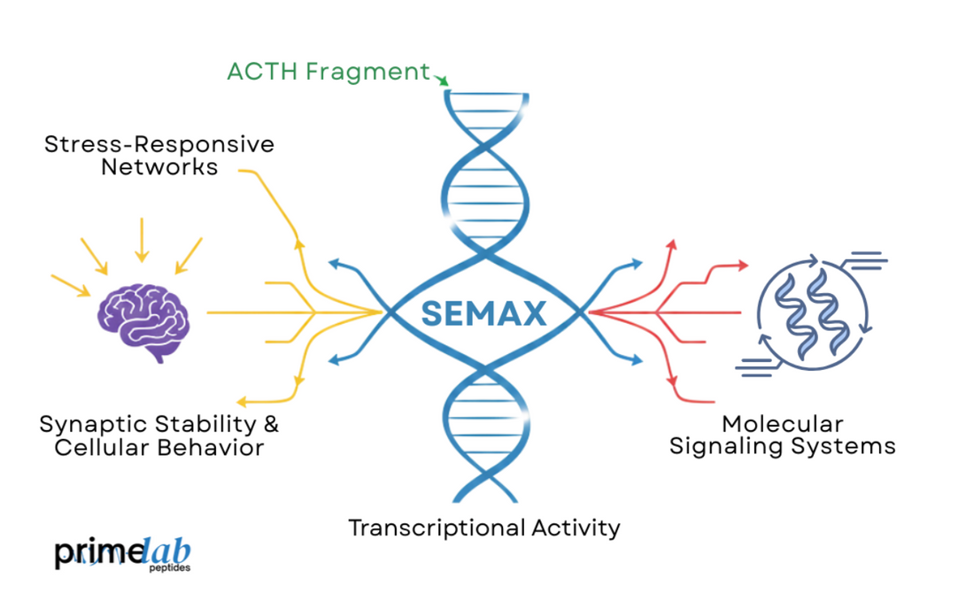 Semax peptide pathways illustration showing ACTH-linked signaling, transcriptional activity, and neural stress responses.