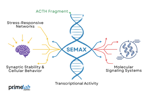 Semax peptide pathways illustration showing ACTH-linked signaling, transcriptional activity, and neural stress responses.