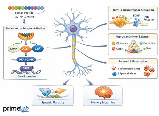 What Are the Neurobiological Mechanisms Behind Semax-Induced Cognitive Enhancement?