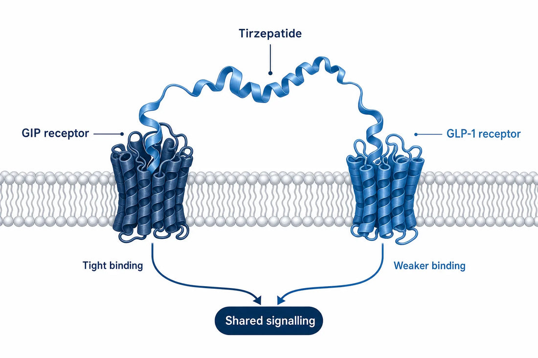 Is Tirzepatide a GLP-1? What GIP Adds (2026) — diagram: Tirzepatide, GIP receptor, GLP-1 receptor, Tight binding