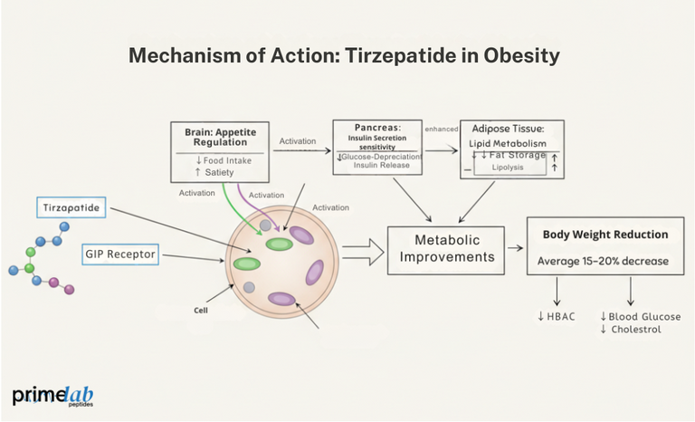 Why Is Tirzepatide Important in Obesity Research