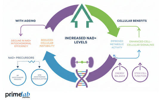 Image showing NAD+ precursors improving cellular metabolic activity, signaling, energy balance, and ageing.