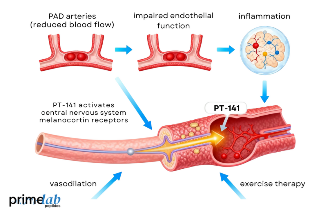 Infographic showing how PT-141 improves blood flow, endothelial function, and vascular health in PAD.