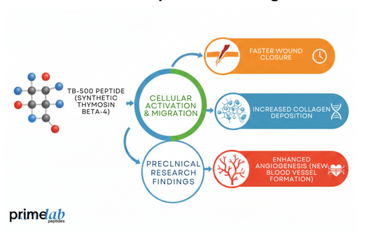 TB-500 peptide mechanism: Cellular activation leading to faster healing, collagen, and angiogenesis.