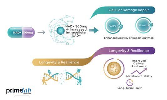 Diagram showing how NAD+ 500mg supports cellular repair, enzyme activity, longevity, and resilience.