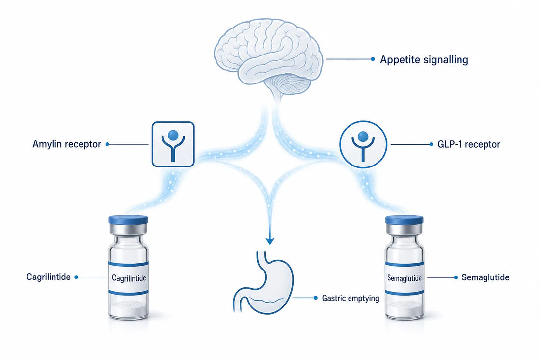 CagriSema: How It Works, Results & Side Effects (2026) — diagram: Cagrilintide, Amylin receptor, Semaglutide, GLP-1 receptor
