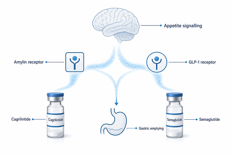 CagriSema: How It Works, Results & Side Effects (2026)