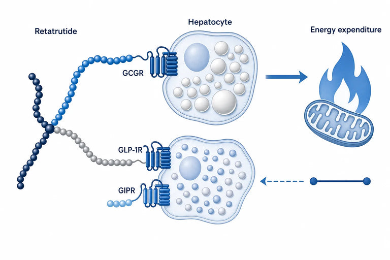 Retatrutide Glucagon Receptor Explained (2026)
