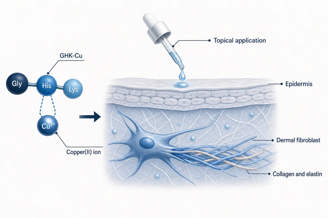 GHK-Cu Benefits: Topical vs Injected Evidence (2026) — diagram: GHK-Cu, Copper(II) ion, Topical application, Epidermis