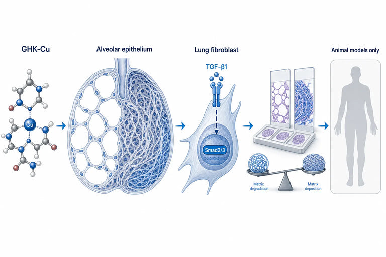 GHK-Cu in COPD & Lung Fibrosis: Study Results (2026)