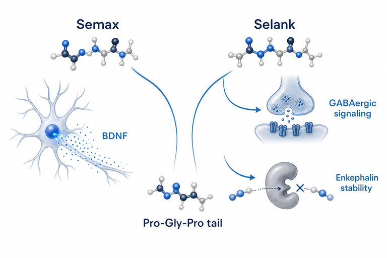 Semax vs Selank: Mechanisms Compared (2026)