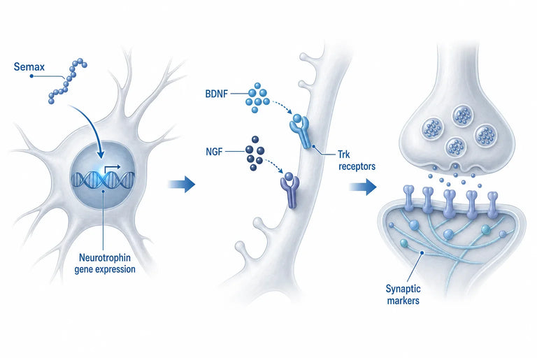 Semax Mechanism of Action: How It Works (2026)