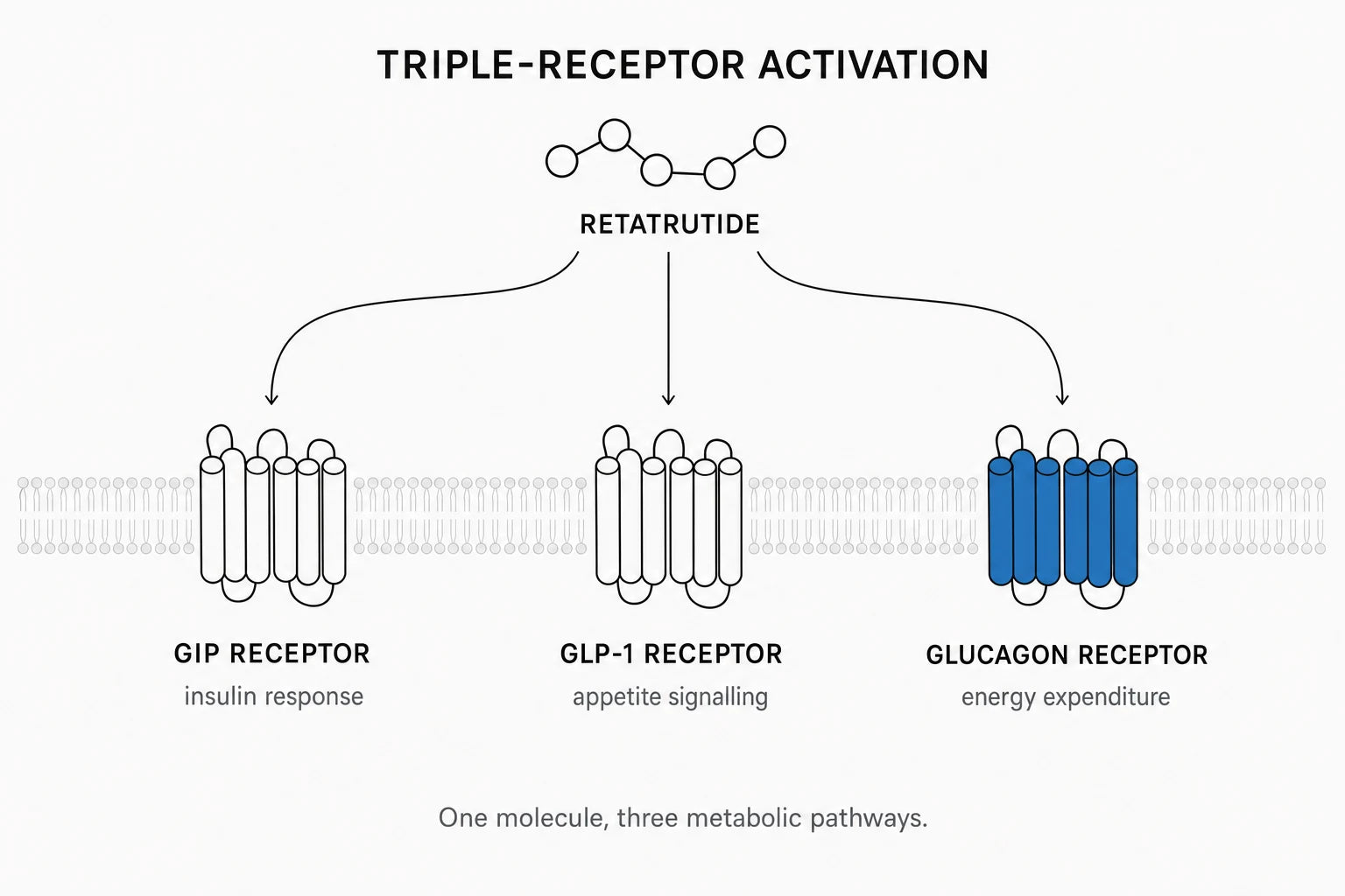 Retatrutide – 24mg – Prime Lab Peptides