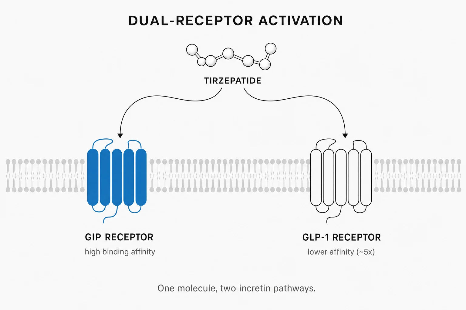 Tirzepatide dual-receptor activation diagram