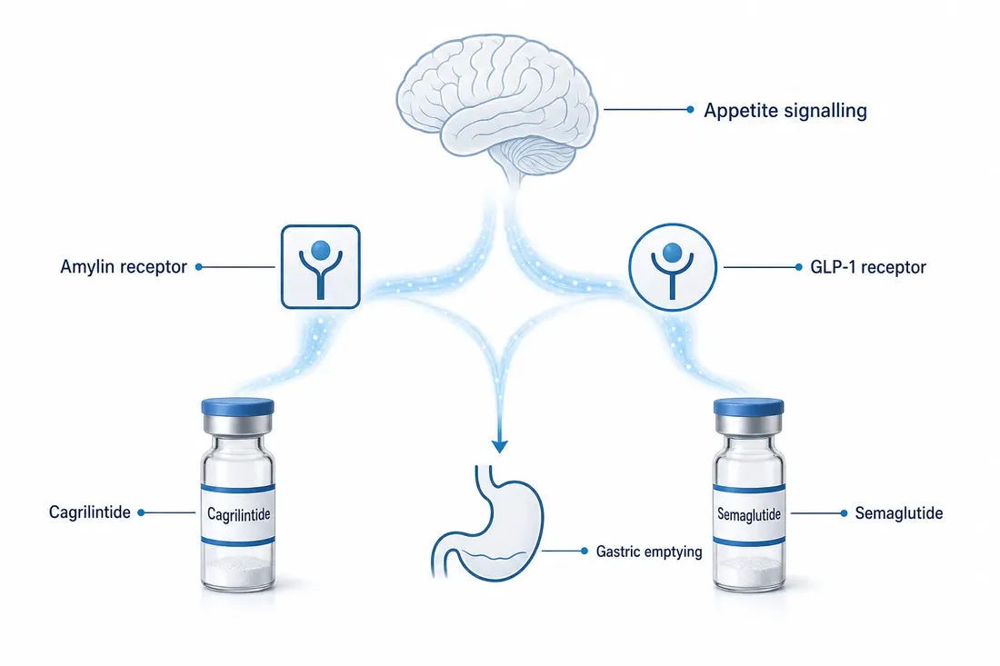 CagriSema: How It Works, Results & Side Effects (2026) — diagram: Cagrilintide, Amylin receptor, Semaglutide, GLP-1 receptor