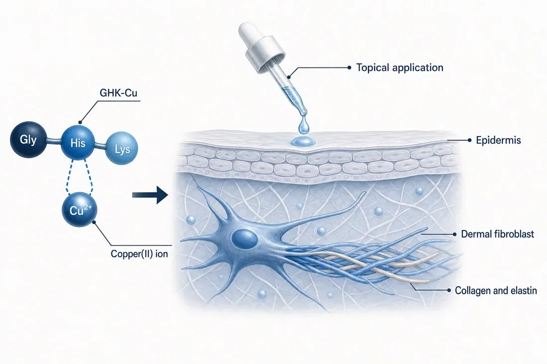 GHK-Cu Benefits: Topical vs Injected Evidence (2026) — diagram: GHK-Cu, Copper(II) ion, Topical application, Epidermis
