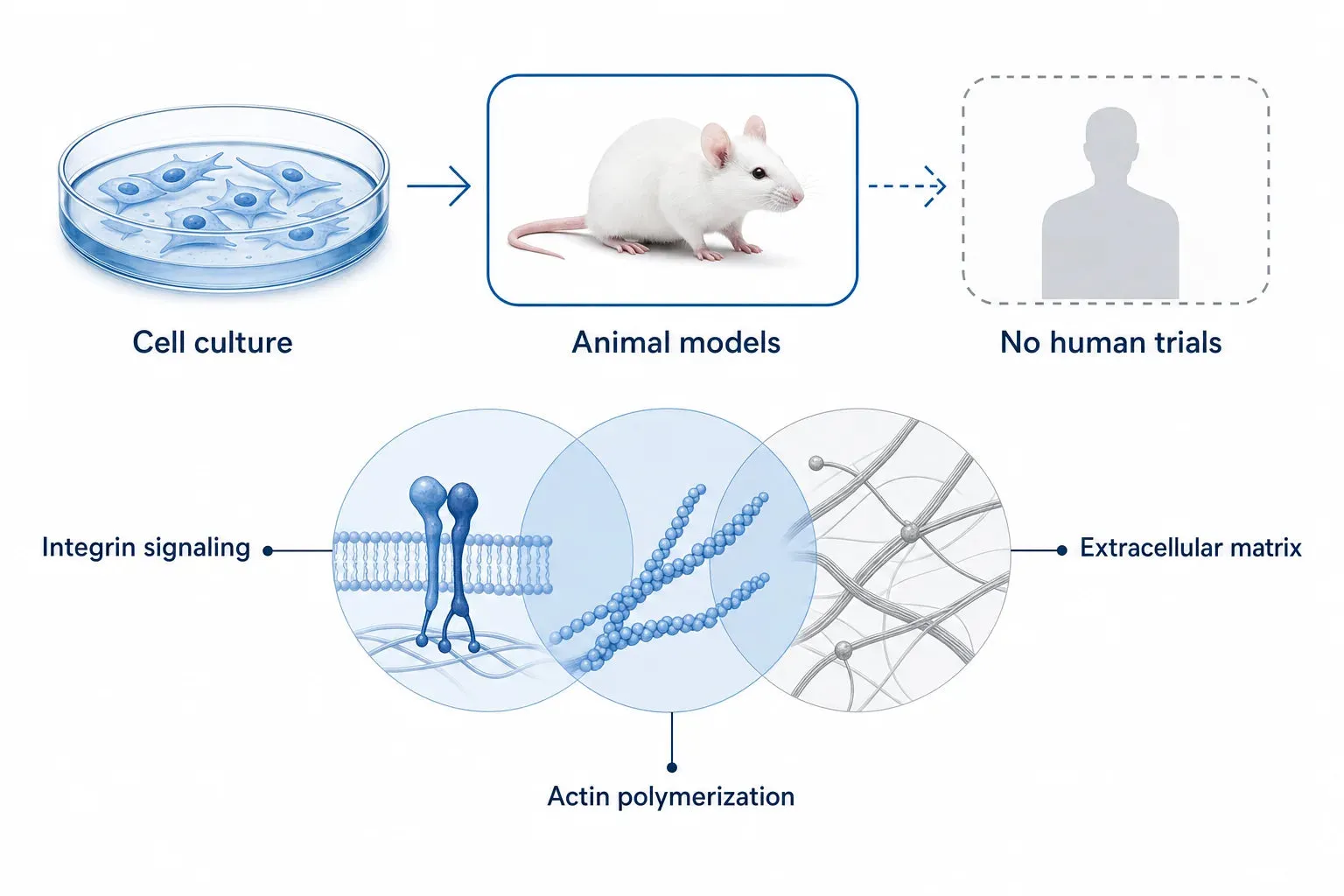 What the Research Does Not Show: Limits and Safety Gaps — diagram: Cell culture, Animal models, No human trials, Integrin sig