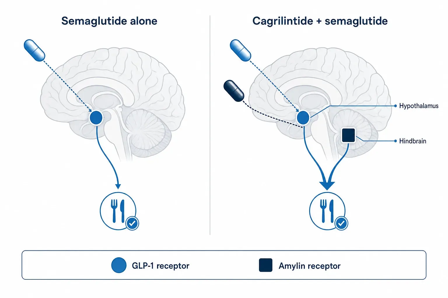 CagriSema vs Semaglutide Alone — diagram: Semaglutide alone, Cagrilintide + semaglutide, GLP-1 receptor, Amylin receptor