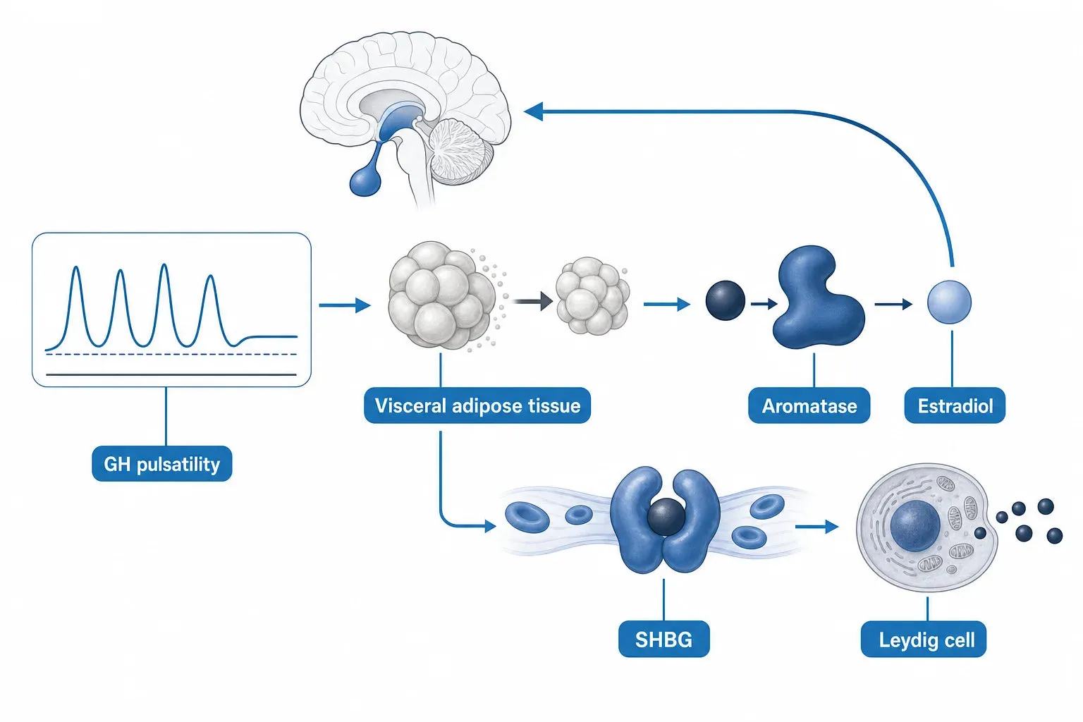 The Indirect Route: Body Composition and Testosterone — diagram: GH pulsatility, Visceral adipose tissue, Aromatase, Estradio